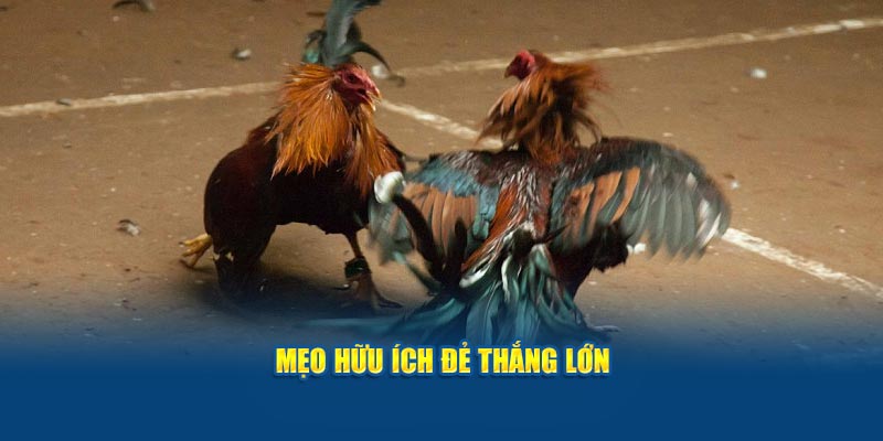 meo-huu-ich-de-thang-lon