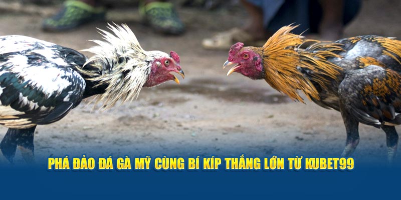 pha-dao-da-ga-my-cung-bi-kip-thang-lon-tu-hubet