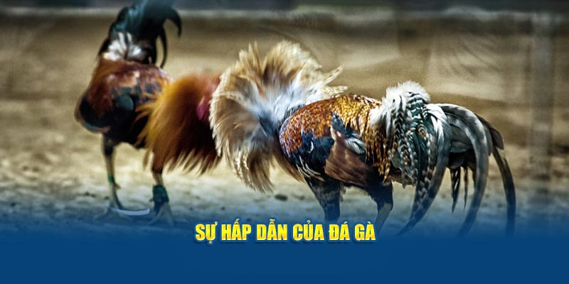 su-hap-dan-cua-da-ga